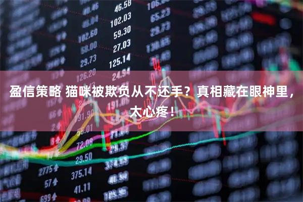 盈信策略 猫咪被欺负从不还手？真相藏在眼神里，太心疼！