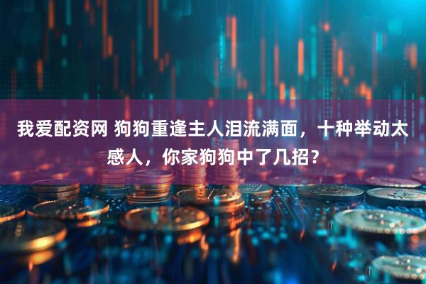 我爱配资网 狗狗重逢主人泪流满面，十种举动太感人，你家狗狗中了几招？